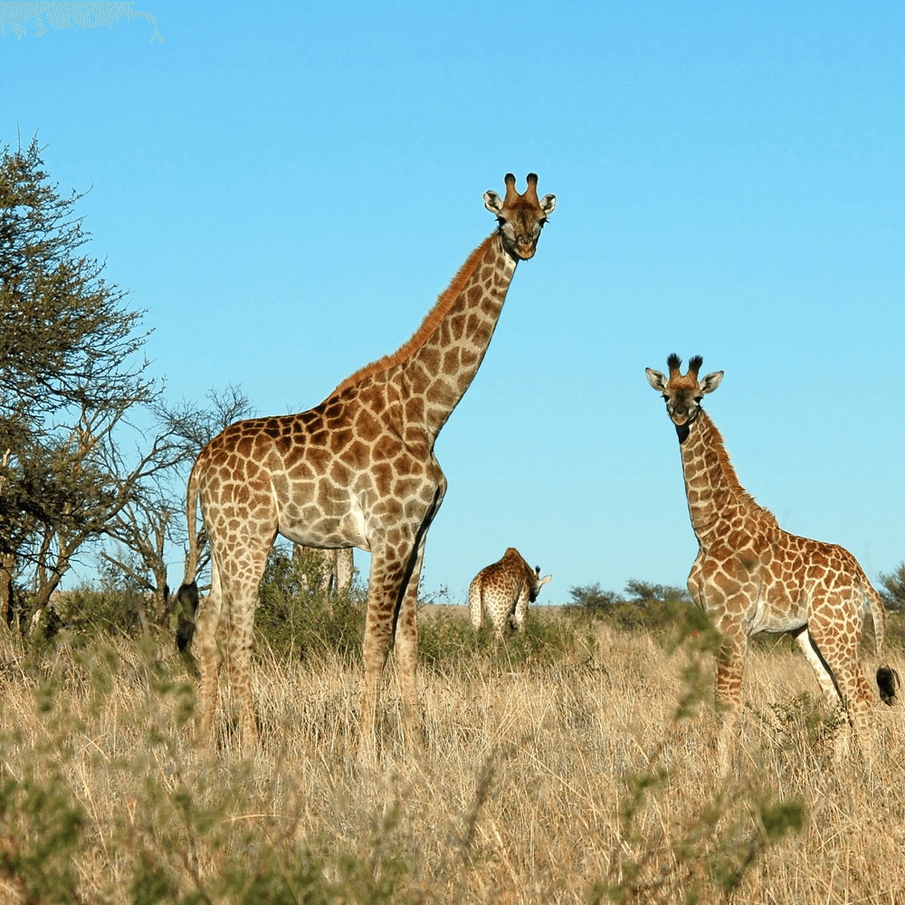 Animals in South Africa Kalahari desert