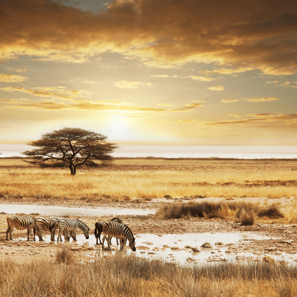Animals in South Africa Kalahari desert