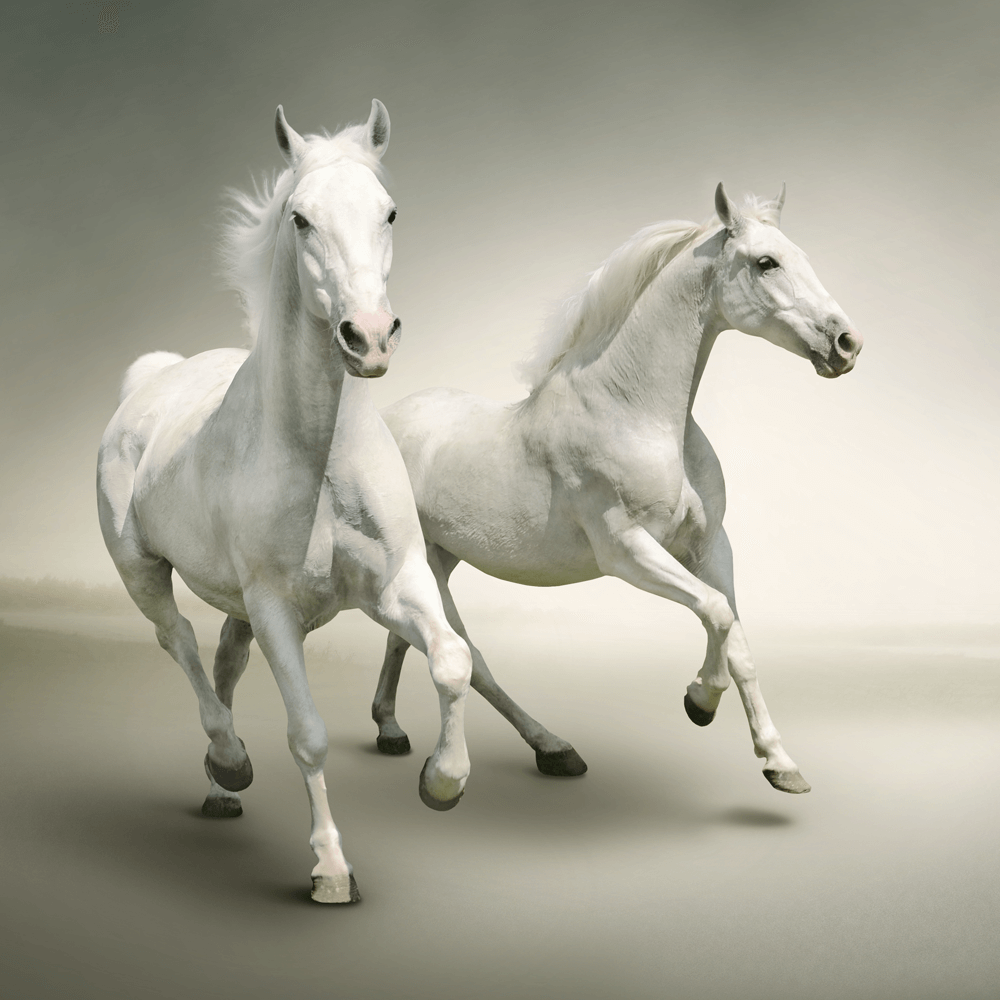 Horse stallion run gallop in dust desert