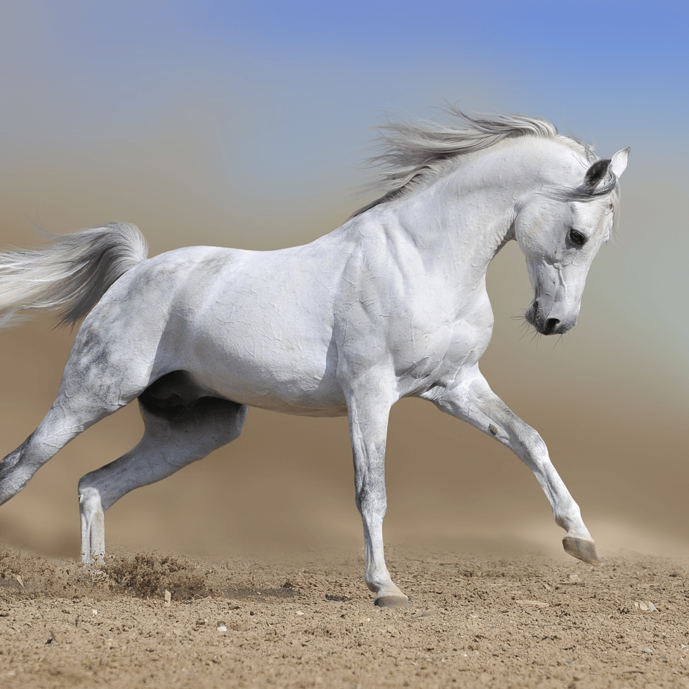 Horse stallion run gallop in dust desert