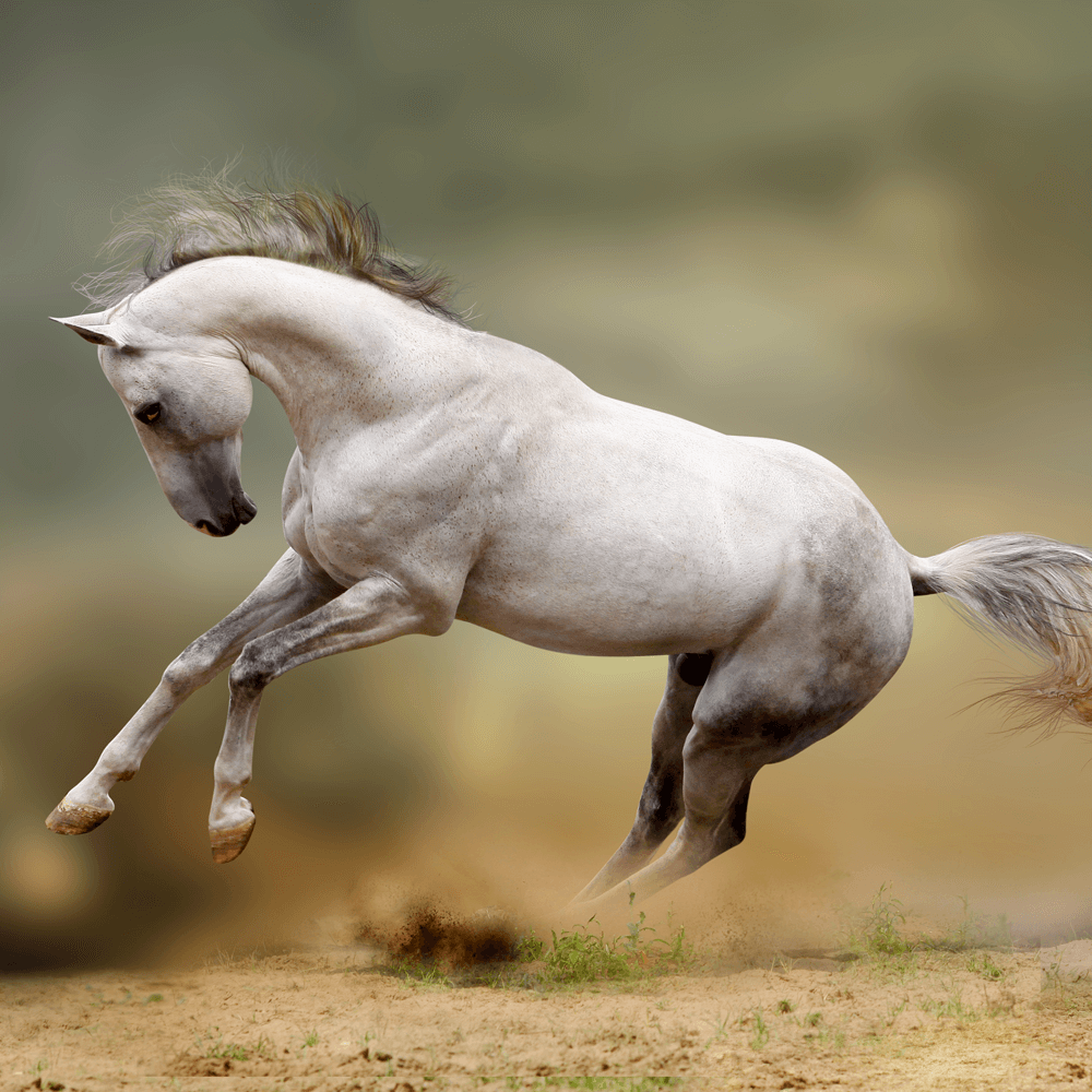 Horse stallion run gallop in dust desert