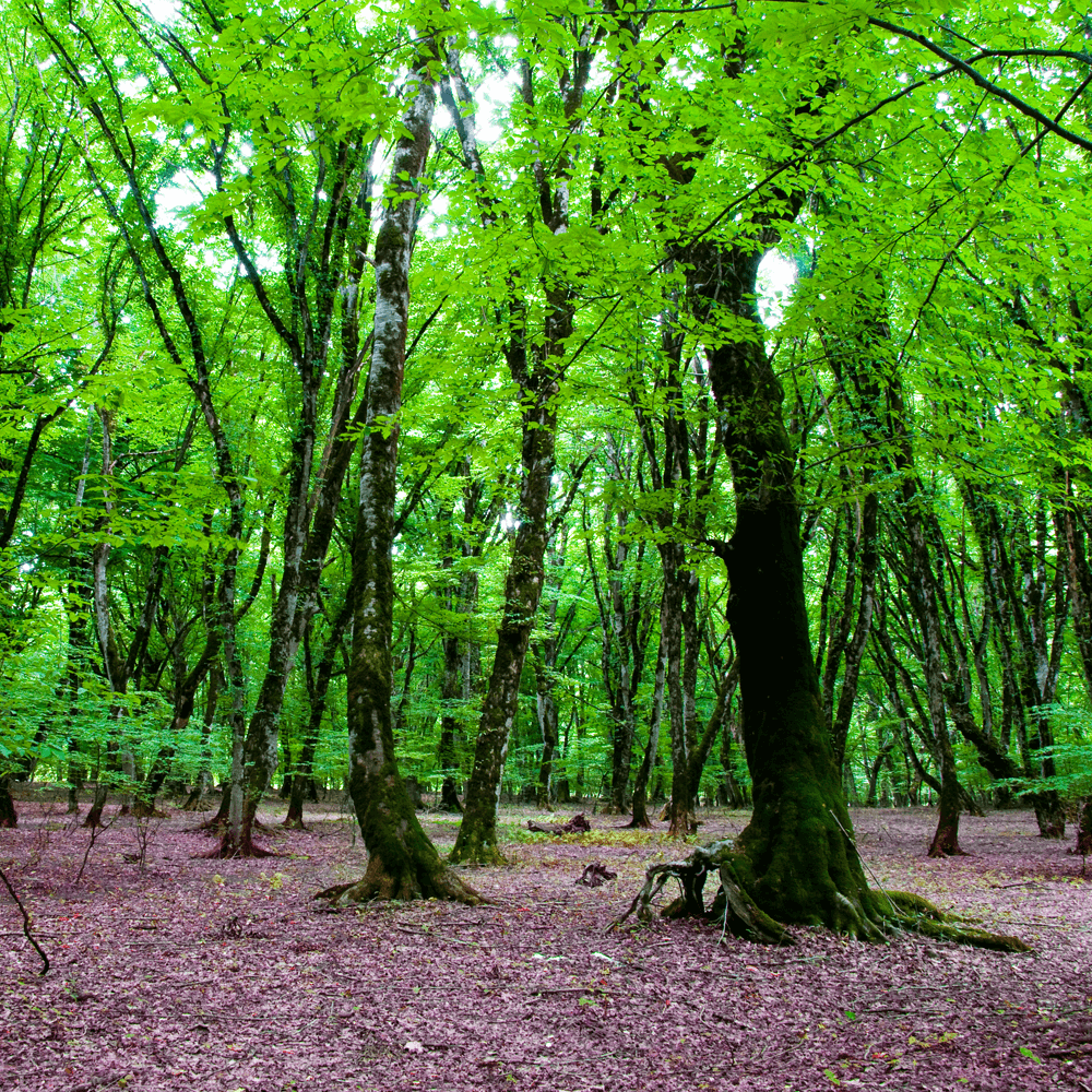 Photo of a landscape